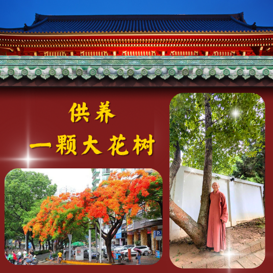 JS14 供养一棵大花树